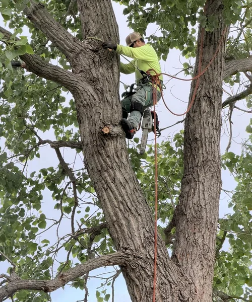 Tree Removal in Pantego 